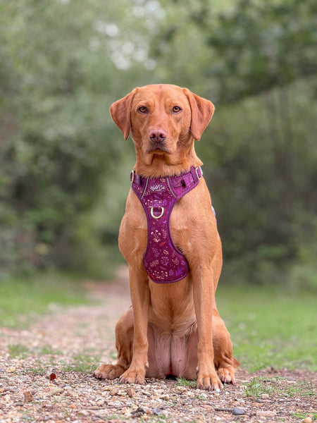 Step & Switch® Dog Harness: Chiswick Fig