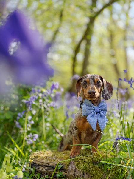 Dog Sailor Bow: Chiswick Aeris