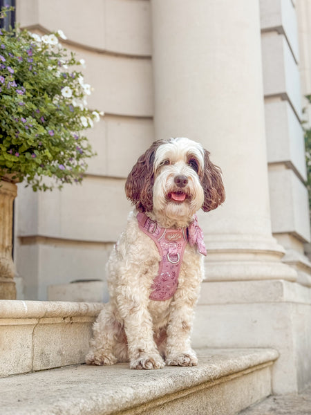 Step & Switch® Dog Harness: Chiswick Rosewood