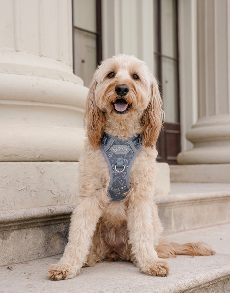 Step & Switch® Dog Harness: Chiswick Dovetail