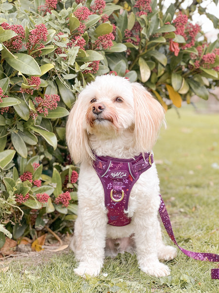 Step & Switch® Dog Harness: Chiswick Fig