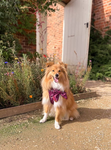 Step & Switch® Dog Harness: Chiswick Fig
