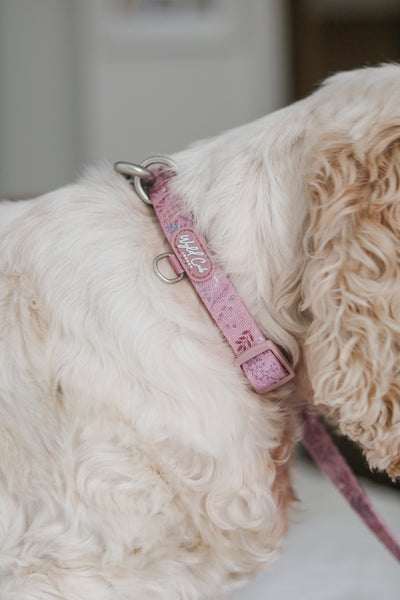Adjustable Dog Collar: Chiswick Rosewood