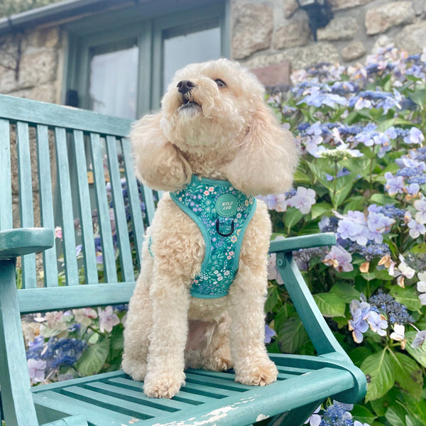 Adjustable Dog Harness: Notting Hill Mint