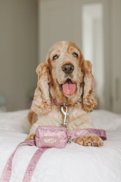 Dog Lead: Chiswick Rosewood