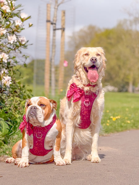 Step & Switch® Dog Harness: Chiswick Dragonfruit