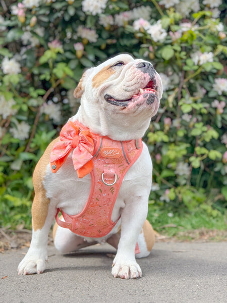 Step & Switch® Dog Harness: Chiswick Papaya
