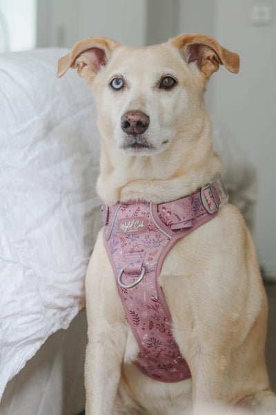 Step & Switch® Dog Harness: Chiswick Rosewood