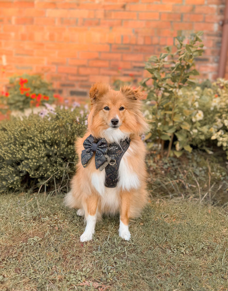 Step & Switch® Dog Harness: Chiswick Ravenwood