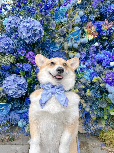 Dog Butterfly Bow: Chiswick Aeris