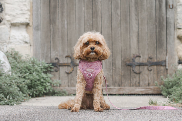 Adjustable Dog Harness: Chiswick Rosewood