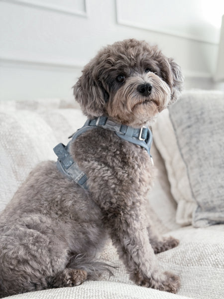 Step & Switch® Dog Harness: Chiswick Dovetail
