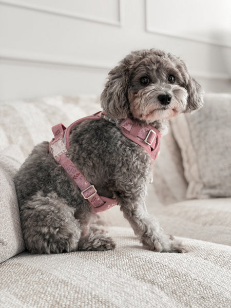 Step & Switch® Dog Harness: Chiswick Rosewood