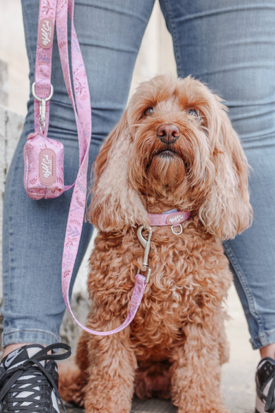 Dog Lead: Chiswick Rosewood