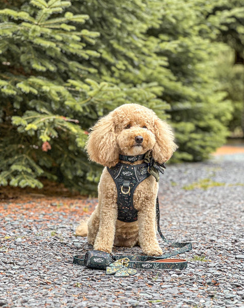 Step & Switch® Dog Harness: Chiswick Ravenwood