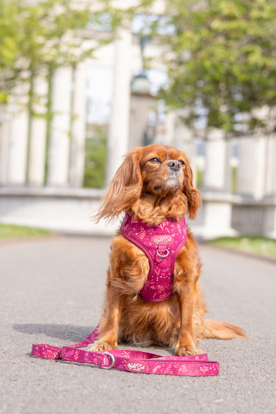 Dog Lead: Chiswick Dragonfruit