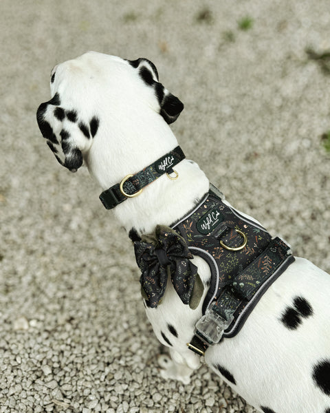 Dog Butterfly Bow: Chiswick Ravenwood