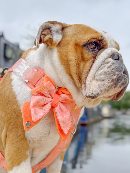 Dog Butterfly Bow: Chiswick Papaya