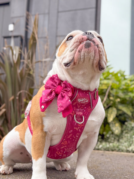 Dog Butterfly Bow: Chiswick Dragonfruit