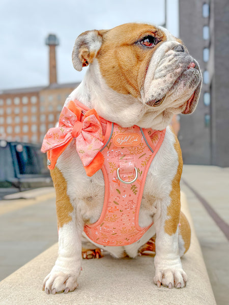 Dog Butterfly Bow: Chiswick Papaya
