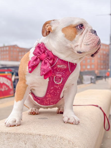 Step & Switch® Dog Harness: Chiswick Dragonfruit