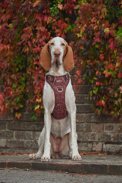 Step & Switch® Dog Harness: Chiswick Chestnut