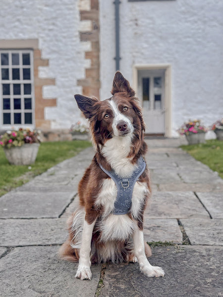 Adjustable Dog Harness: Chiswick Dovetail