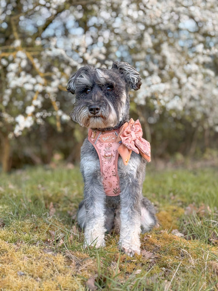 Dog Butterfly Bow: Chiswick Nutmeg