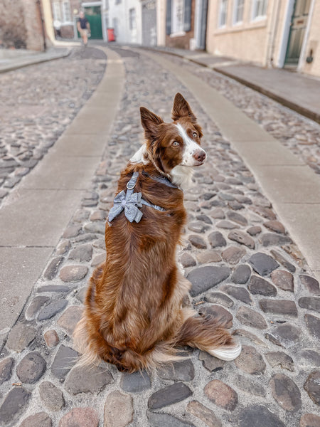 Adjustable Dog Harness: Chiswick Dovetail