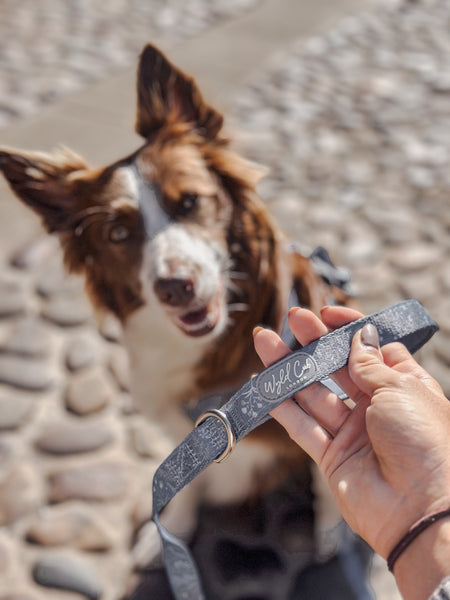 Dog Lead: Chiswick Dovetail