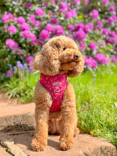 Adjustable Dog Harness: Chiswick Dragonfruit