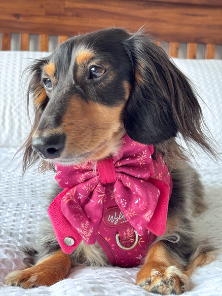 Dog Butterfly Bow: Chiswick Dragonfruit
