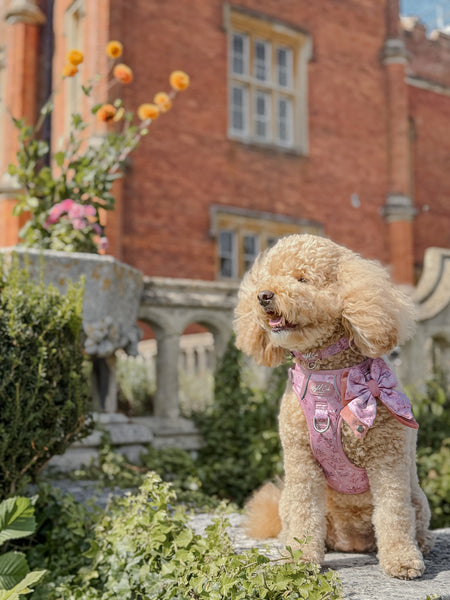 Step & Switch® Dog Harness: Chiswick Rosewood