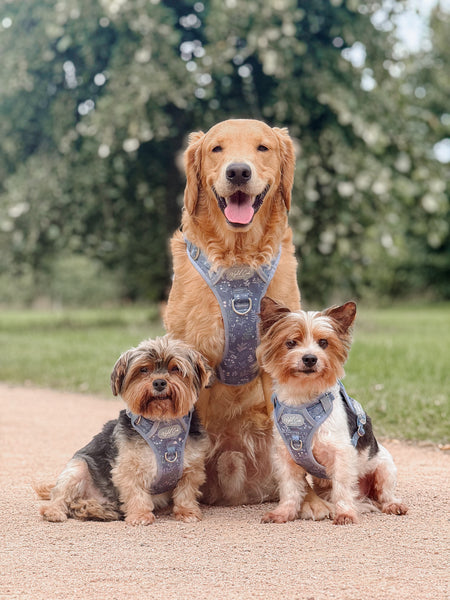 Step & Switch® Dog Harness: Chiswick Dovetail