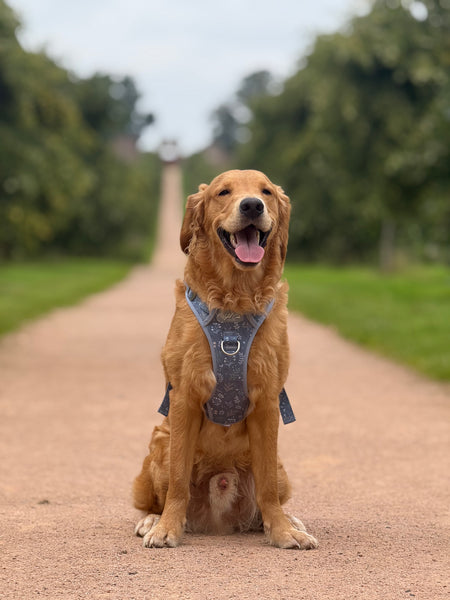 Step & Switch® Dog Harness: Chiswick Dovetail