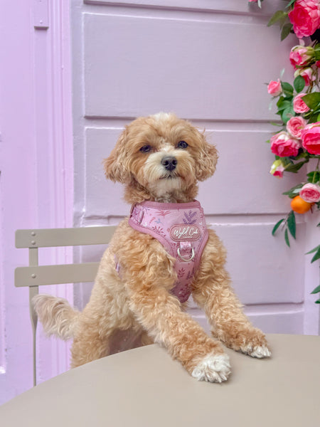Adjustable Dog Harness: Chiswick Rosewood
