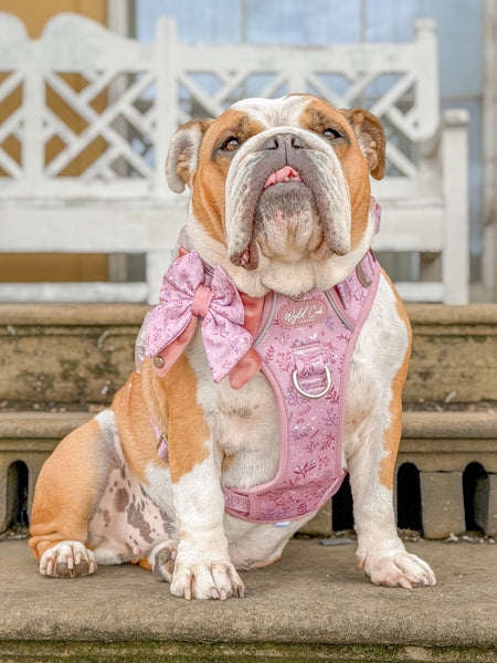 Step & Switch® Dog Harness: Chiswick Rosewood