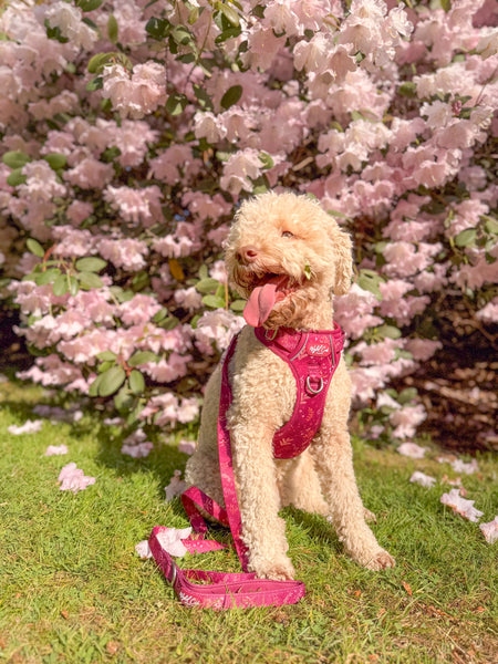 Dog Lead: Chiswick Dragonfruit