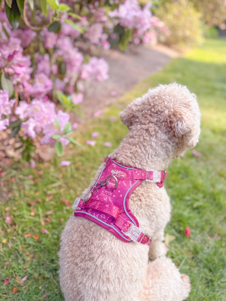 Step & Switch® Dog Harness: Chiswick Dragonfruit