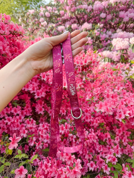 Dog Lead: Chiswick Dragonfruit
