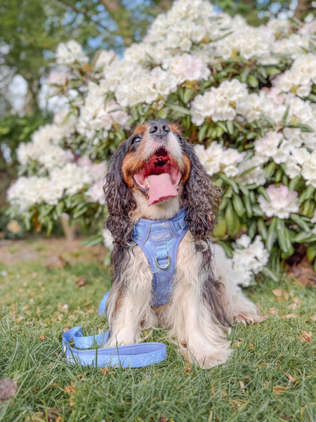 Step & Switch® Dog Harness: Chiswick Aeris
