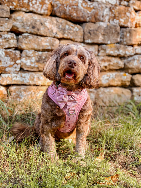 Adjustable Dog Harness: Chiswick Rosewood