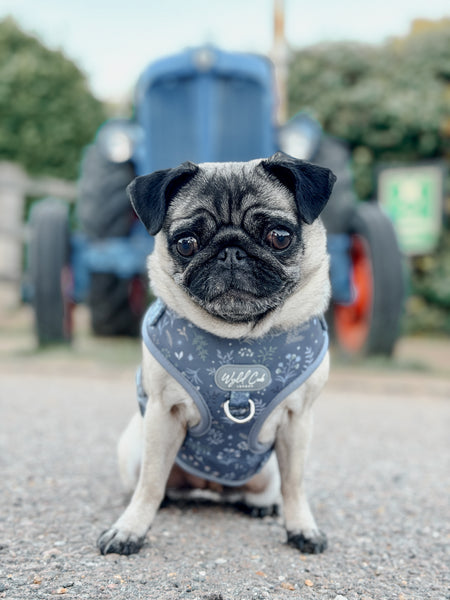 Adjustable Dog Harness: Chiswick Dovetail