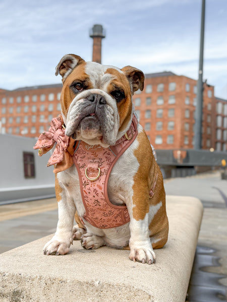 Dog Butterfly Bow: Chiswick Nutmeg