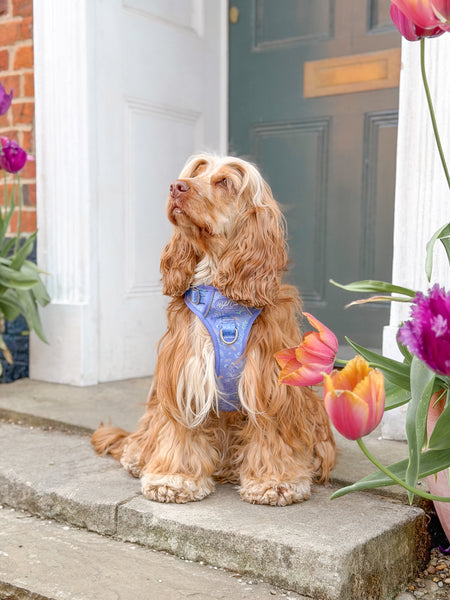 Step & Switch® Dog Harness: Chiswick Aeris