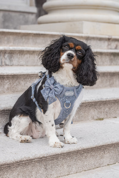 Dog Sailor Bow: Chiswick Dovetail