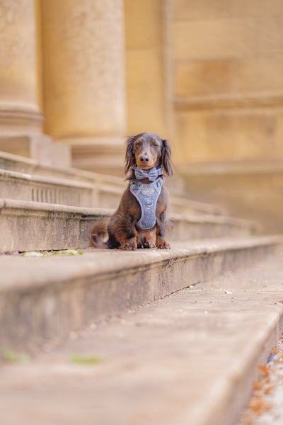Dog Dickie Bow: Chiswick Dovetail