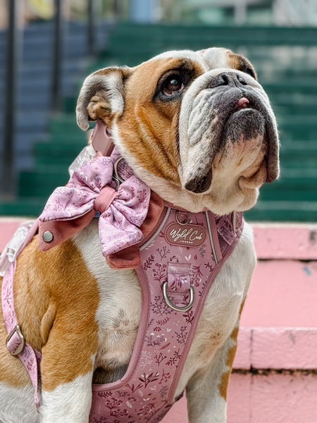 Dog Butterfly Bow: Chiswick Rosewood