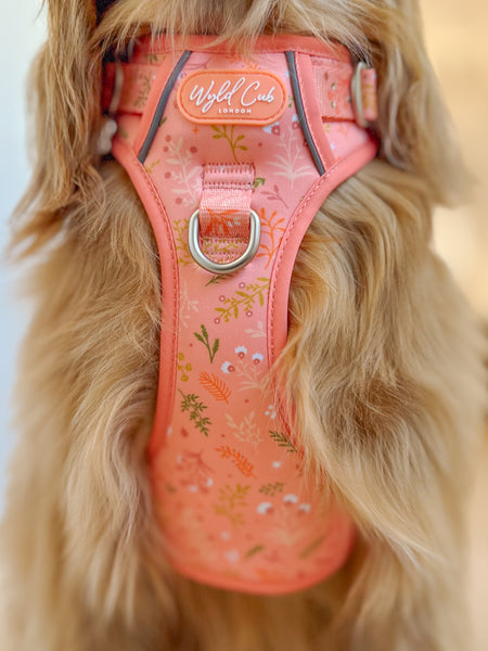 Step & Switch® Dog Harness: Chiswick Papaya