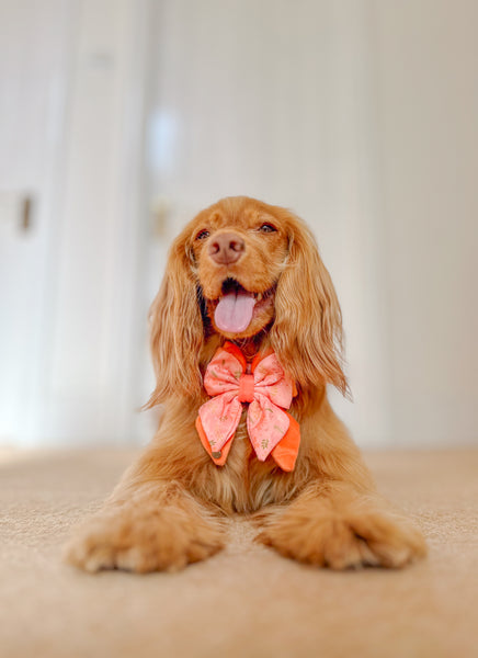 Dog Butterfly Bow: Chiswick Papaya